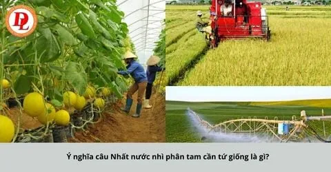 Cảnh tượng cánh đồng đang được chăm sóc