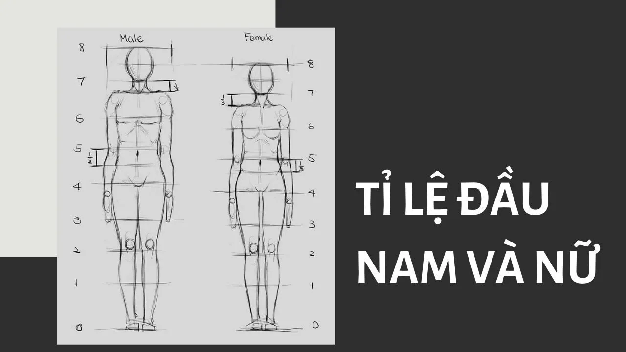 Tỷ lệ đầu chuẩn giúp phác thảo pose vẽ dáng người anime nữ và nam chính xác