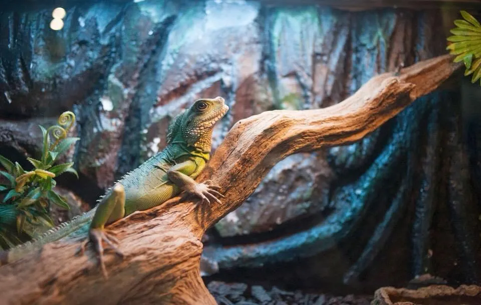 Không gian dưới nước tại Vinpearl Aquarium