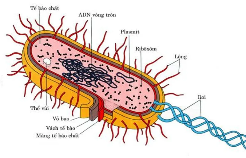 Vi khuẩn là loại sinh vật có mặt khắp nơi trên trái đất