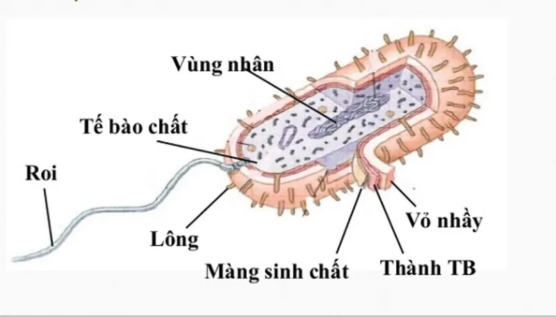 Cấu tạo đơn giản nhưng hiệu quả của tế bào vi khuẩn